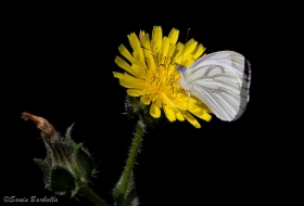 Taller muestreo de mariposas Saja Besaya