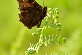 Taller muestreo de mariposas Saja Besaya