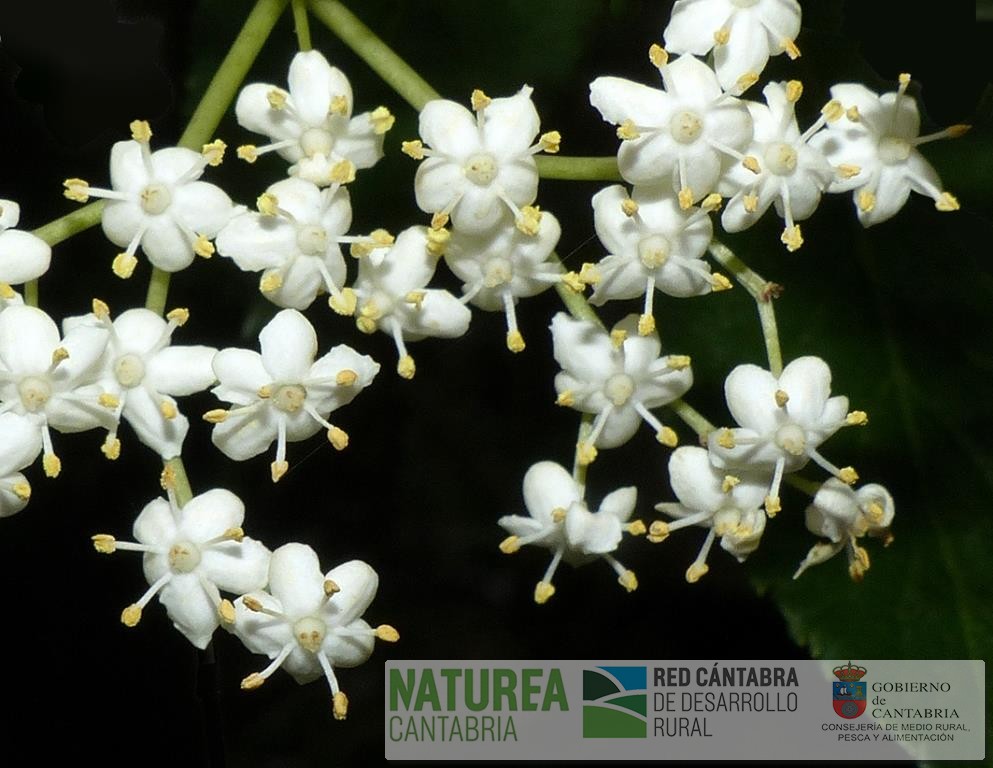 02.Sambucus-nigra-flores
