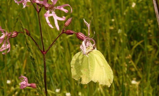 Familia Pieridae: Limonera (Gonepteryx rhamni), un macho sobre una Flor del Cuco (Lychnis flos-cuculi) en los prados de Carasa (Junta de Voto).