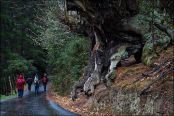 Los Grupos de Acción Local acuerdan a balizar 36 rutas de senderismo en la Red de Espacios Naturales Protegidos bajo la marca ‘Naturea Cantabria’