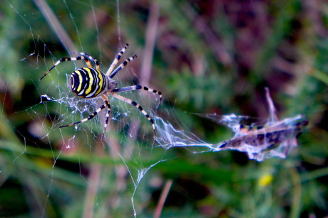 Araña tigre cazando una presa.