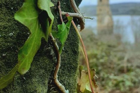 #Natureandoencorto: la torre de Villanueva (mañana)