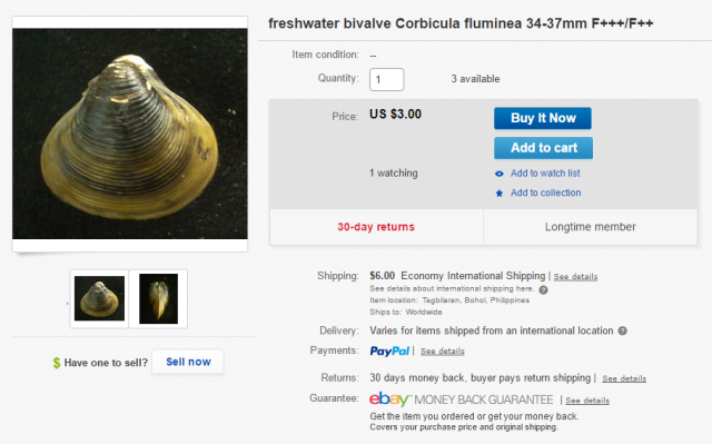 Ejemplo de compra de almaja asíática en Ebay