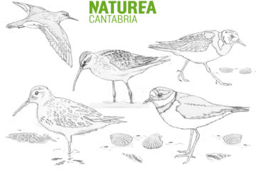 #Natureaencasa Hoy os mostramos las aves limícolas