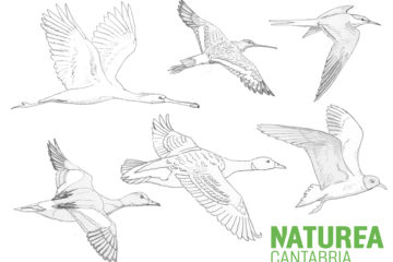 #Natureaencasa Conoce las aves migradoras del Parque Natural de las Marismas de Santoña, Victoria y Joyel