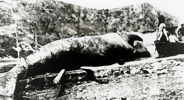 6-Última cazada en Orio el 14-5-1901