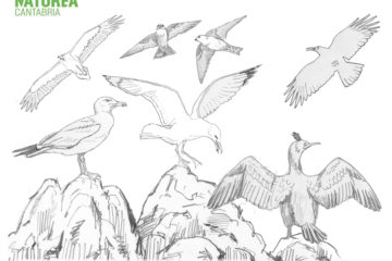 #Natureaencasa Os mostramos las aves del acantilado
