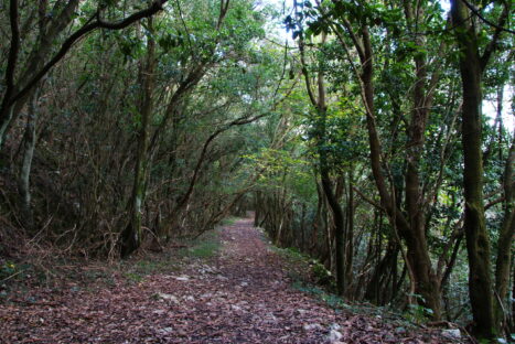 Nocturna: Monte Buciero