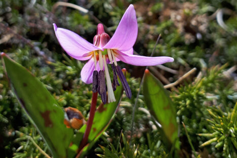 Flora silvestre de montaña