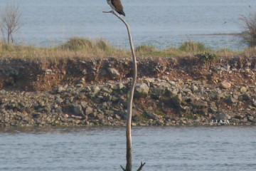 El águila pescadora, un símbolo de lucha de la conservación de aves rapaces