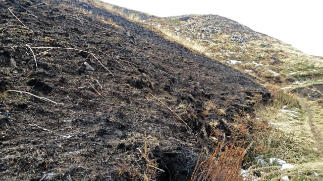 Ladera recientemente incendiada en San Roque de Riomiera, zona de enraizamiento de especies pirófilas