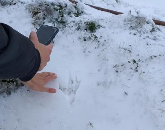 Las huellas del invierno en la Red Natura 2000 en Liébana