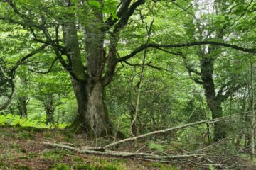 #Natureandoencorto: Helguero