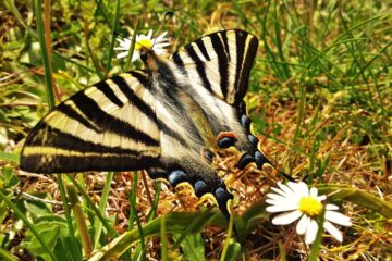 Mariposas del Sur de Cantabria