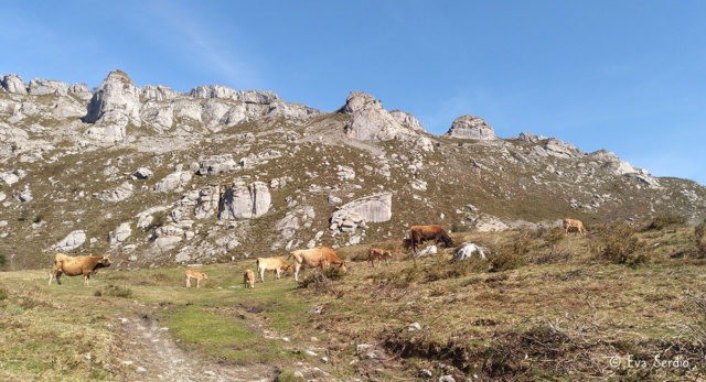 Vacas con terneros pastando en las inmediaciones de los Castros de Horneo.
