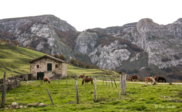 Prados de pasto con ganado equino en el cabañal de Rulao.