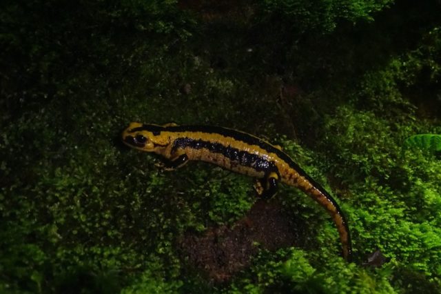 alamandra (Salamandra salamandra) muestreada en Cantabria