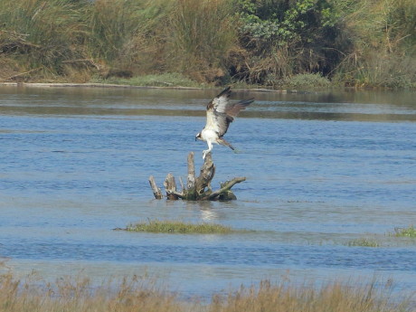 Águila pescadora posándose en un tronco