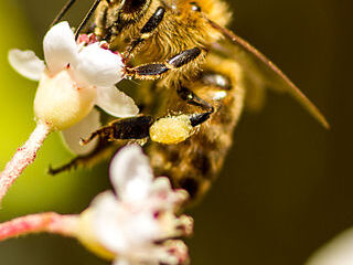 #Natureandoencorto: La Senda de la Abeja (tarde)