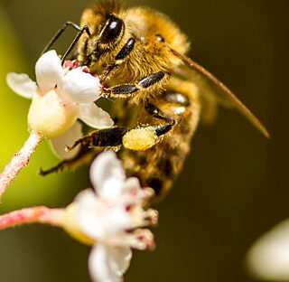 #Natureandoencorto: La Senda de la Abeja (mañana)