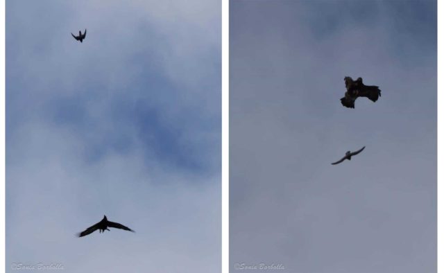  Comportamiento de defensa territorial de un halcón peregrino ante un águila real.