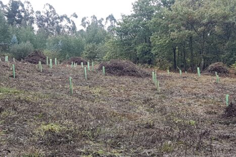 Mantenimiento de la plantación forestal en Valle de Villaverde. Monte Argomeo