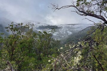 Los caminos de las viñas