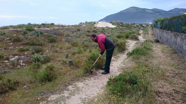 Limpieza de planta invasora en el sistema dunar de Berria