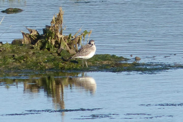 Aves de estuario y costa