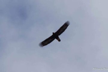 “La sombra del águila real” en el Parque Natural Saja-Besaya