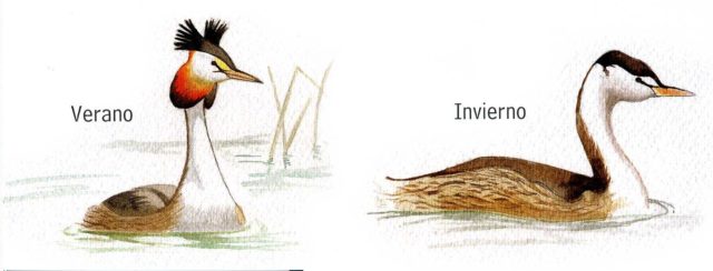 lámina de identificación, "Guía de las aves acuáticas del Embalse del Ebro", 2007