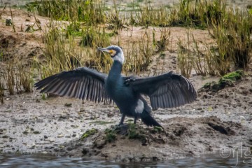 Observación de aves (Iniciación) en la desembocadura del río Saja
