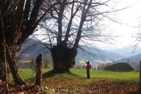 #Natureandoencorto: castañeras de Aravalle