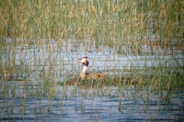 Aves del Embalse del Ebro