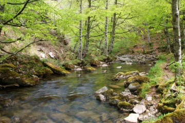 Río y Hayedo de Cambillas
