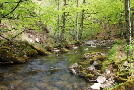 Río y Hayedo de Cambillas