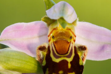 Orquideas del Embalse del Ebro
