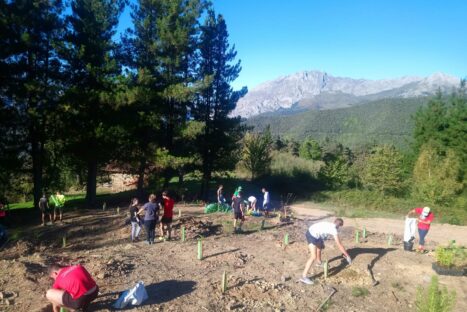 Conservación y mejora de la plantación arbustiva en San Tirso (Cillorigo de Liébana)