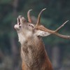 Berrea del ciervo: Naturea Cantabria ofrece la posibilidad de descubrir este espectáculo natural en los Espacios Naturales Protegidos