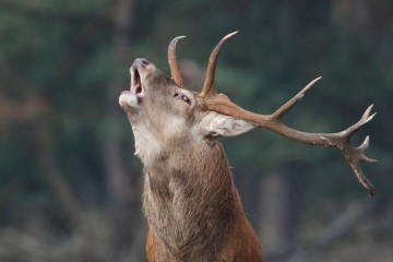 Berrea del ciervo: Naturea Cantabria ofrece la posibilidad de descubrir este espectáculo natural en los Espacios Naturales Protegidos